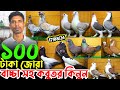 অফার মূল্যে কবুতর কিনুন || মাত্র ১০০ টাকা জোরা অফারে ডেনিশ কবুতর || সবচেয়ে কম দামে কবুতর বিক্রি হবে