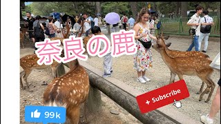 DEER NARA 🦌 | NARA JAPAN合図で森の中から大集合する鹿たち観光客もびっくり「夏の鹿寄せ NARA PARK