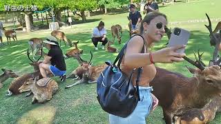 鹿ちゃんとオール外国人観光客🦌【奈良公園】