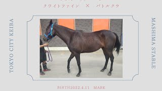 バトルクウ2023＆クワイエットエニフ近況報告（馬動画あり）、そして視聴者の皆様へ御礼のメッセージ