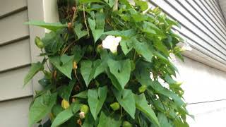 Medicinal plant morning glory angel trumpet white beautiful flowers heavenly gates wedding bells sap