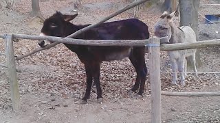 The donkey has a brain the size of a planet - Funny smart animals