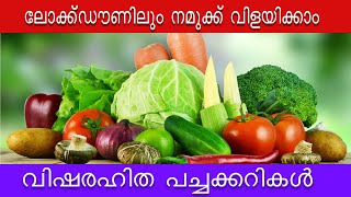 Organic Vegetable cultivation during Lock Down ലോക്ക്ടൗണിൽ നമ്മുക്ക്‌ വിളയിക്കാം വിഷരഹിത പച്ചക്കറികൾ