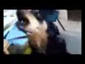 Lady gaga dog