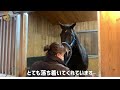 【tcc】ゼンカ入厩🌼｜horse shelter｜tccセラピーパーク