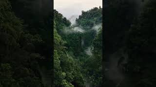 Manali ke  jungle || मनाली के घने जंगल #manali #jungle #shorts  #videos