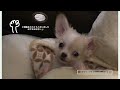 1 ロングコートチワワ子犬　はじめてのおさんぽ【weeklyしゃらくのつめあわせ】