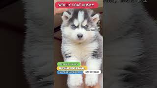 Wolly coat husky male #doglover #dogscare #puppy #husky