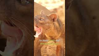 Madagascar's Enigmatic Fossa: Nature's Stealthy Predator