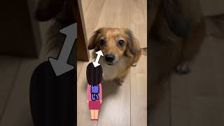 犬にこれされたら嫌われてる確定な行動4選 #shorts