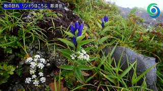 秋の訪れ リンドウほころぶ　那須岳