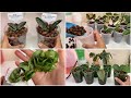 #141 : Grow and Collect Hoya Plants in the Cheapest Way + My New Timelapse Camera ATLI EON