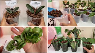 #141 : Grow and Collect Hoya Plants in the Cheapest Way + My New Timelapse Camer