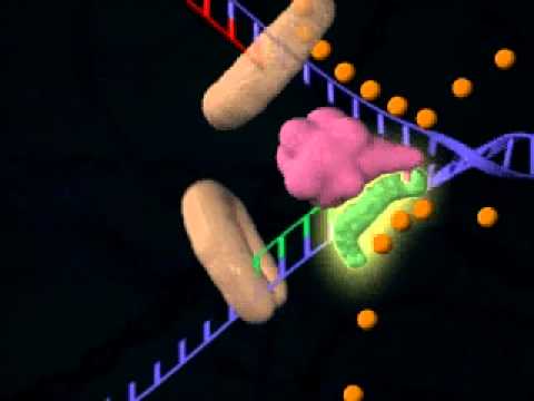 DNA Replication: The Basics - YouTube