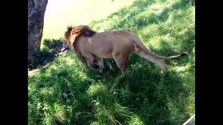 Male lion trying to intimidate young males