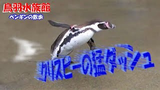 クリスピーの猛ダッシュ💨 (ペンギンの散歩)【鳥羽水族館】Walking \u0026 Dash of the Penguin in TOBA Aquarium