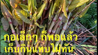 เก็บผักบุ้งเปรี้ยวหรือผักบุ้งฝรั่งข้างๆ อพาร์ตเมนต์ ไปแกงส้มค่ะ picking Japanese knotweed