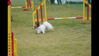 20230513_埼玉北ドゥークラブアジリティ競技会_AG1