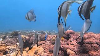 Snorkeling in La Digue, Seychelles