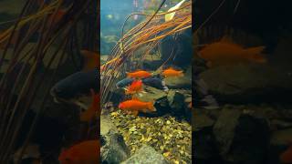 Is this a KOI pond or a GOLDFISH paradise!? | #shorts #koi #water