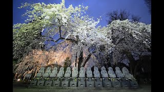 2022.03.27.志木市・宝幢寺(ほうどうじ)枝垂桜ライトアップ