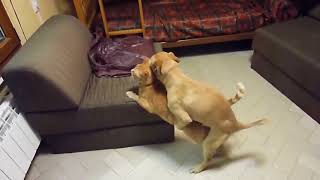Dog and cat mating | Little funny dog mating poor cat | Animal mating