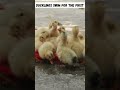 Ducklings Swim For The First Time || Desi Peeps #ytshorts #shorts #first #swim #ducks #baby #love