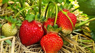 เก็บสตอเบอรรี่รอบ2ลูกใหญ่ๆสวยๆสดๆจากสวนออสเตรียค่ะ🍓🏔🇦🇹