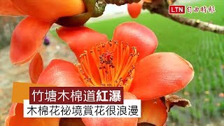 美極！竹塘木棉道開出「紅瀑」 拍照被砸頭很浪漫