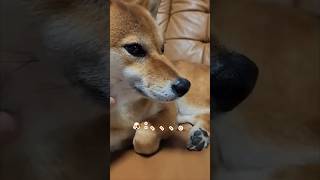 撫でられても嬉しくない‼️ #柴犬コンちゃん #柴犬 #癒し動画 #dog #shorts