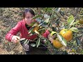 tam picks oranges and sells them at the market to get money to buy milk and toys for baby binh.