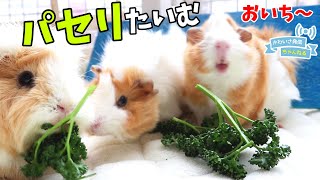 モルモットの親子　お外でパセリ美味しいね　cute guineapig