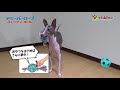 【pr商品紹介】🐶ドギーマン　アミーバーロープ キャンディーロープ