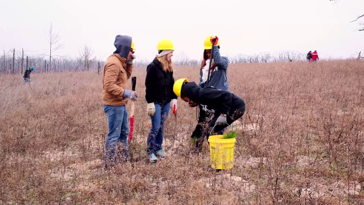 Restoring Native Forests Youtube