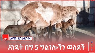 በምስራቅ ጎጃም ዞን ደብረ ወርቅ አንዲት በግ 5 ግልገሎችን ወለደች