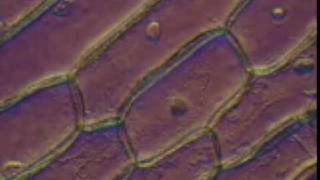 B048 Onion cells