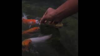 Amazing Carp Hand Feeding | කාෆ් මාළුන්ට අතින් කන්න දෙනවා දැකලා තියෙනවද..??? ❤️