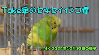 ４K動画　NikonZ30　DX50-250/4.5-6.3で撮影のセキセイインコ動画