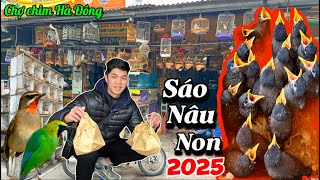 Tuyển chọn chim RẺ ĐẸP trên chợ thả Aviary & Bất ngờ rất nhiều chim SÁO NÂU NON 2025 || Đạt Bird TV