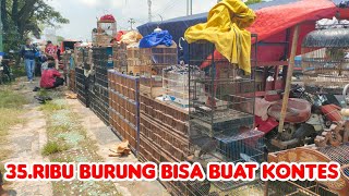 BURUNG 35 RIBU BISA BUAT KONTES