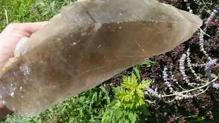 Huge Smoky Elestial Alligator Rutilated Jacare Quartz Wand Point From Minas Gerais Brazil