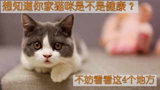 想知道你家猫咪是不是健康？不妨看看这4个地方