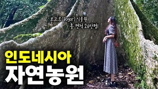 7년만에 와 본 인도네시아 보고르 식물원🌳 그리고 자카르타 레스토랑에서 여행 마무리🧸 - 🇮🇩인도네시아[4]