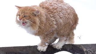 Frozen cat crying in extreme snowfall