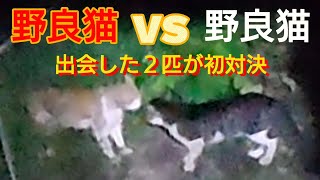 野良猫の喧嘩！野良猫の縄張り争い