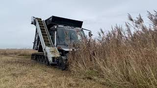 Rietmaaien met B. Minekus Zuidland B.V. ‘s FieldCat Pistenbully Maaicombinatie