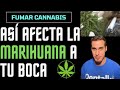 Así afecta a la BOCA FUMAR MARIHUANA o CANNABIS - Efectos del consumo de DROGAS