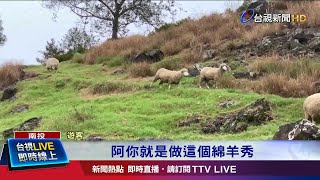 綿羊嚇瘋撞杆 再遭牧羊人架住壓地剃毛