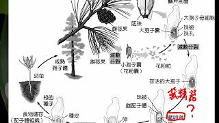 10701北一暑輔選修生物ch4 1 11同學提問什麼是藏卵器？三御