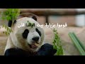 Cute Pandas in Qatar!